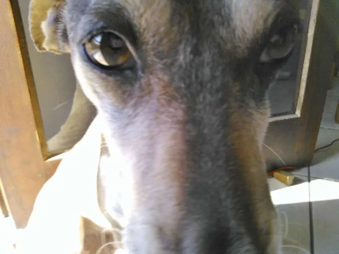 Cachorro raça Vira lata idade 6 ou mais anos nome Théo