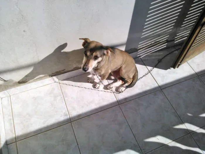 Cachorro raça Vira lata idade 6 ou mais anos nome Théo