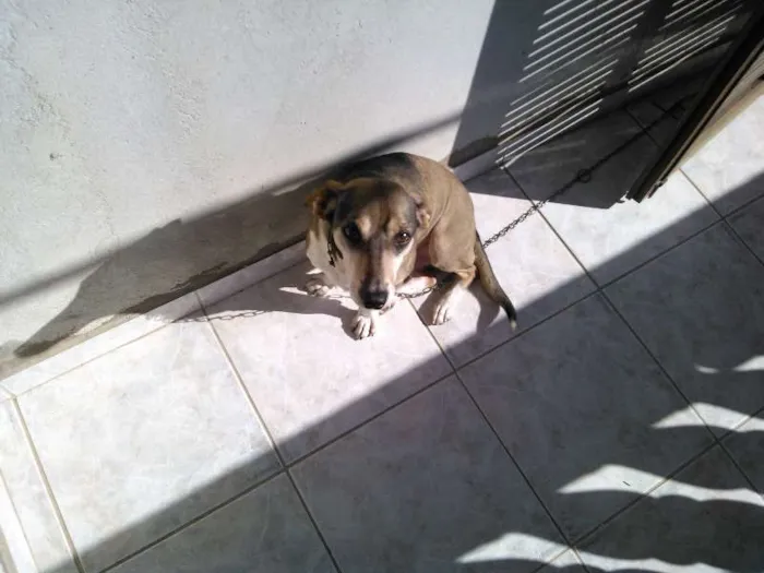 Cachorro raça Vira lata idade 6 ou mais anos nome Théo