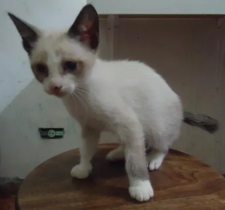 Gato raça SRD idade 2 a 6 meses nome Sem Nome