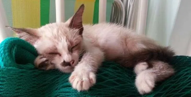 Gato ra a mestiça siames idade 2 a 6 meses nome nina
