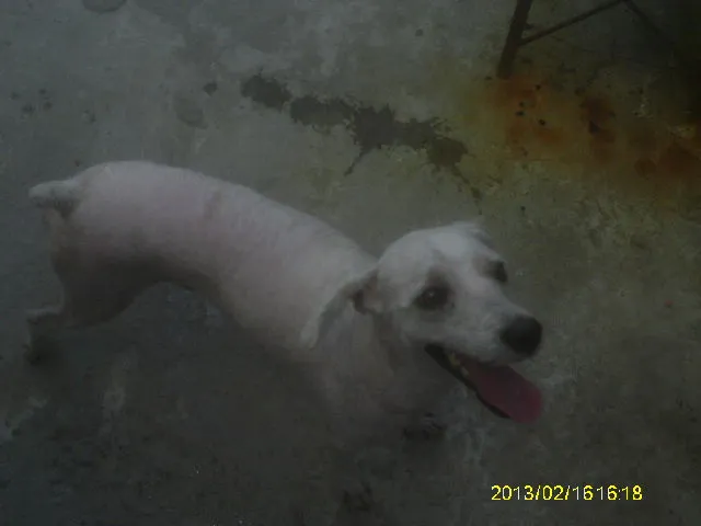 Cachorro ra a pood idade 6 ou mais anos nome spaik