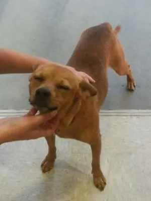 Cachorro raça Vira-Latas idade 2 anos nome sem nome