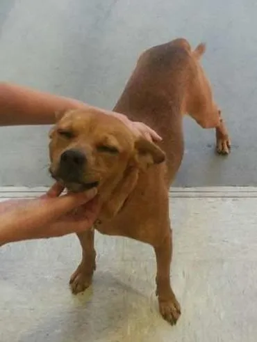 Cachorro ra a Vira-Latas idade 2 anos nome sem nome