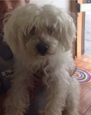 Cachorro raça Poodle idade 3 anos nome Frederico