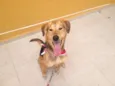 Moça 