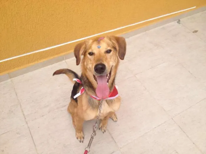 Cachorro ra a Vira Lata  idade  nome Moça 