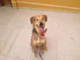 Moça 