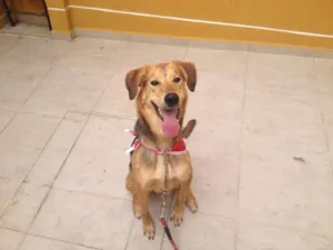 Cachorro raça Vira Lata  idade  nome Moça 