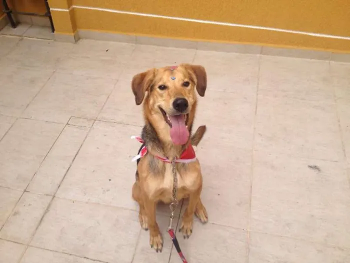 Cachorro ra a Vira Lata  idade  nome Moça 