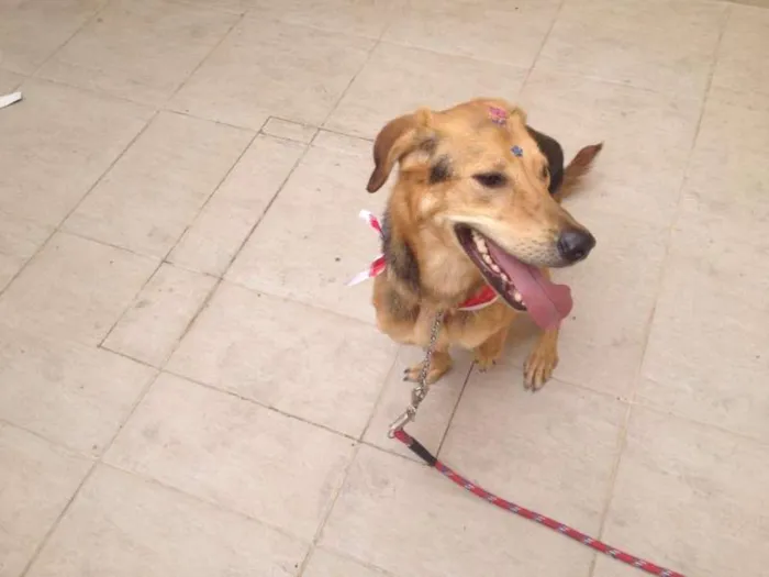 Cachorro ra a Vira Lata  idade  nome Moça 