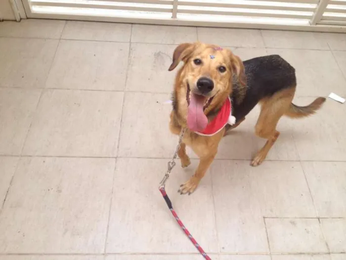 Cachorro ra a Vira Lata  idade  nome Moça 
