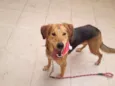 Moça 
