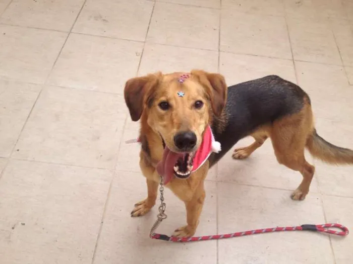 Cachorro ra a Vira Lata  idade  nome Moça 