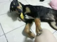Sirius