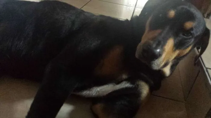 Cachorro ra a SRD idade 3 anos nome Sirius