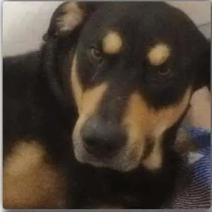 Cachorro ra a SRD idade 3 anos nome Sirius
