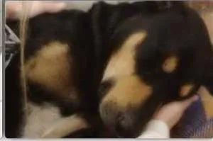 Cachorro ra a SRD idade 3 anos nome Sirius