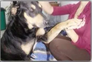 Cachorro ra a SRD idade 3 anos nome Sirius