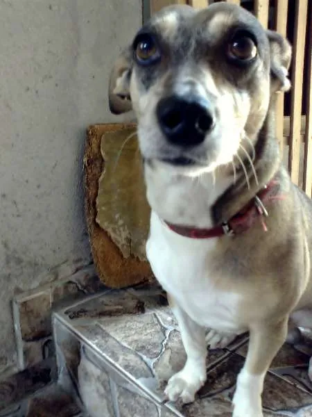 Cachorro raça Vira lata idade 6 ou mais anos nome Théo