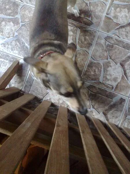 Cachorro raça Vira lata idade 6 ou mais anos nome Théo