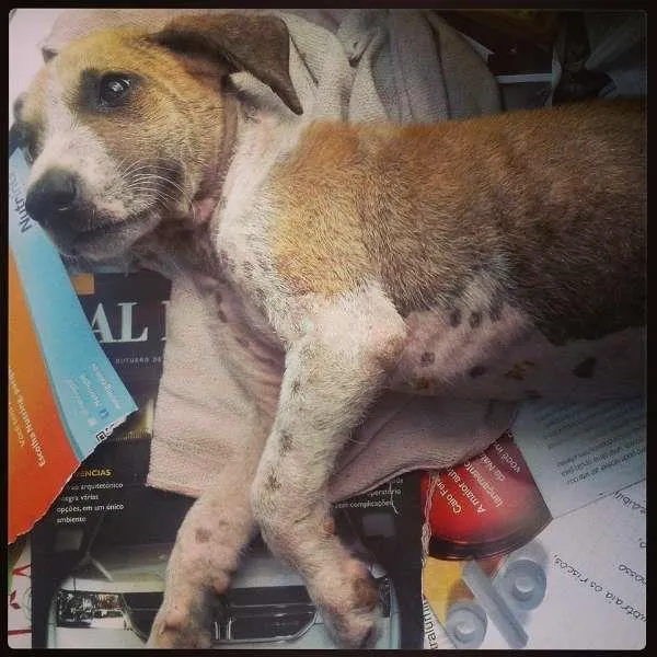 Cachorro ra a Vira lata idade Abaixo de 2 meses nome Sem nome