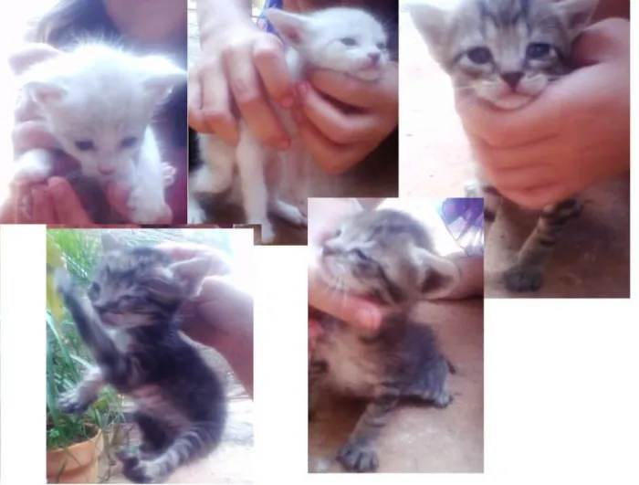Gato ra a Vira Lata idade 2 a 6 meses nome Gatinhos