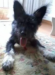 Cachorro raça SRD idade 2 a 6 meses nome Banzé