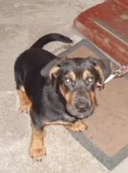 Cachorro ra a Sem raça definida idade 7 a 11 meses nome Sem nome