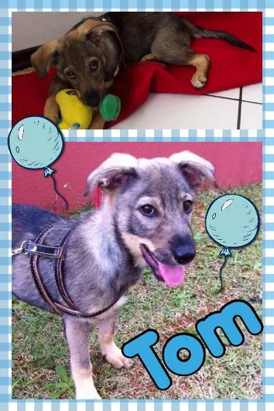 Cachorro ra a SRD idade 2 a 6 meses nome TOM
