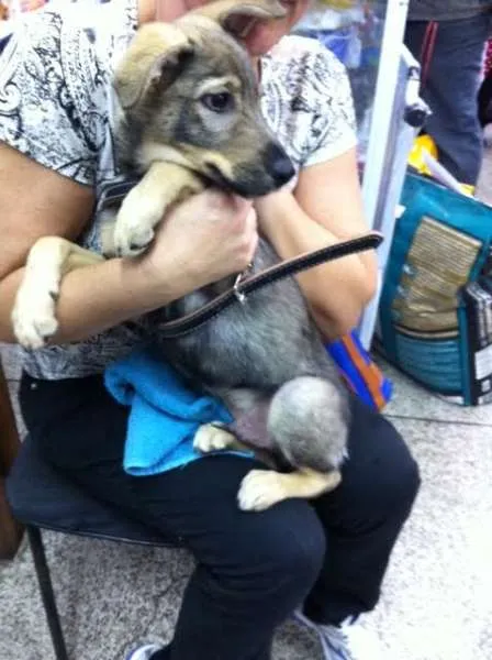 Cachorro ra a SRD idade 2 a 6 meses nome TOM