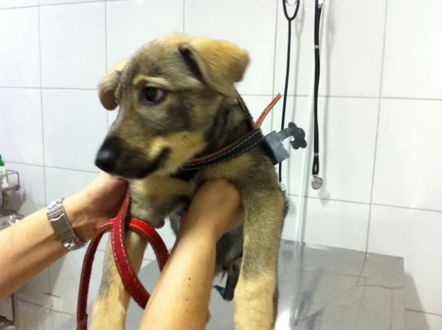 Cachorro ra a SRD idade 2 a 6 meses nome TOM