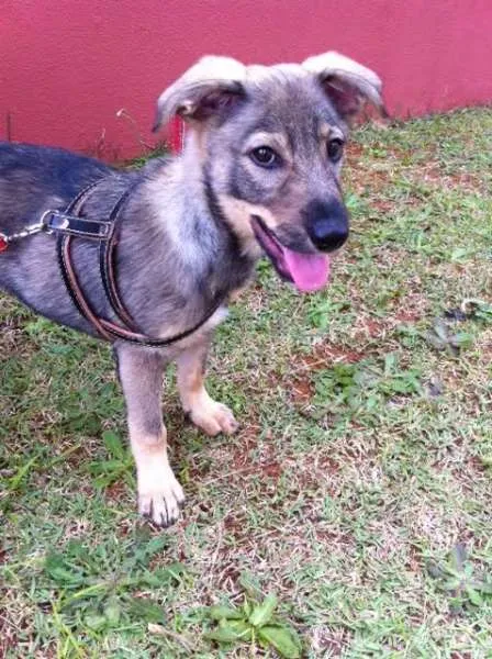 Cachorro ra a SRD idade 2 a 6 meses nome TOM