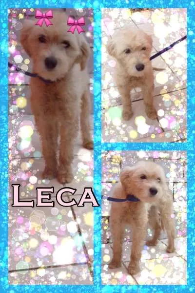 Cachorro raça POODLE idade 2 anos nome LECA