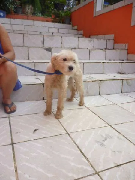 Cachorro raça POODLE idade 2 anos nome LECA