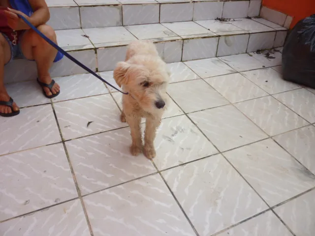 Cachorro raça POODLE idade 2 anos nome LECA