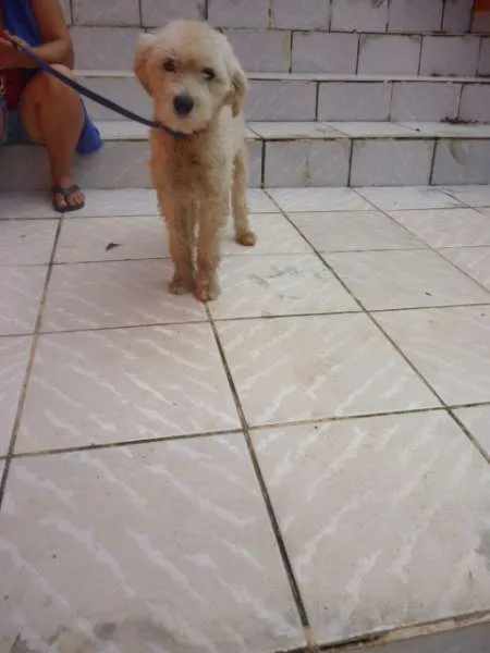 Cachorro raça POODLE idade 2 anos nome LECA