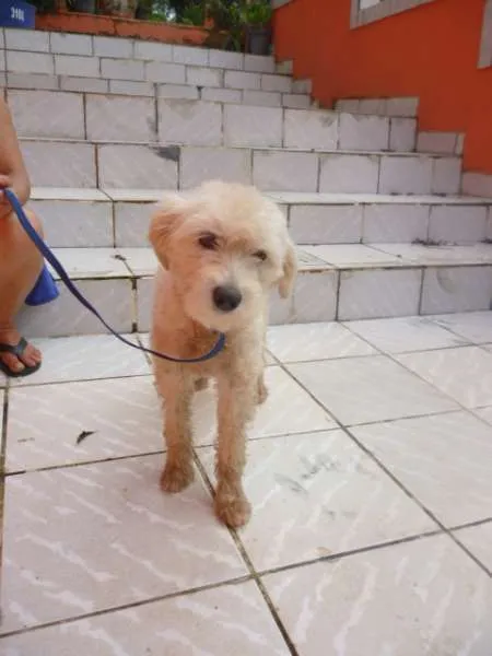 Cachorro raça POODLE idade 2 anos nome LECA