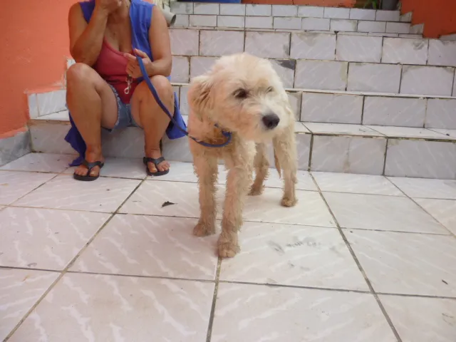 Cachorro raça POODLE idade 2 anos nome LECA