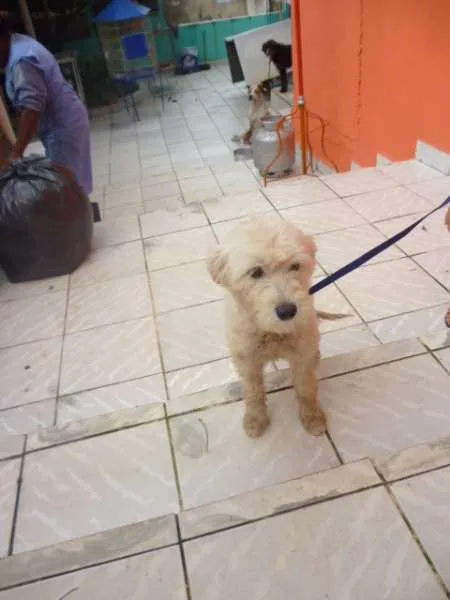 Cachorro raça POODLE idade 2 anos nome LECA