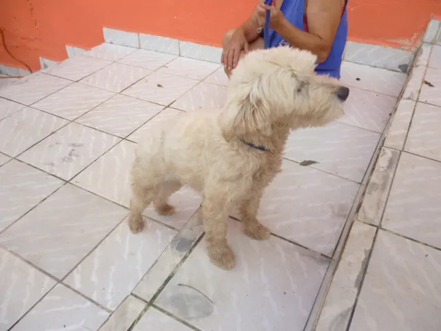 Cachorro raça POODLE idade 2 anos nome LECA