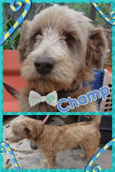 Cachorro ra a SRD idade 2 anos nome CHAMP