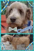 CHAMP