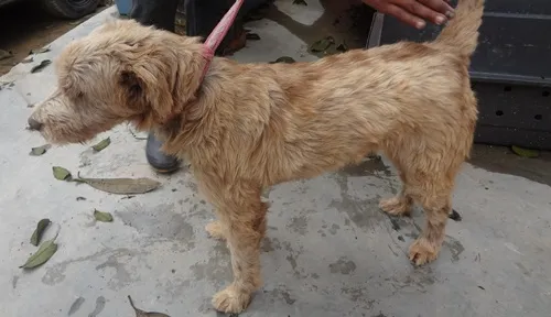 Cachorro ra a SRD idade 2 anos nome CHAMP