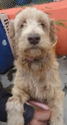 Cachorro ra a SRD idade 2 anos nome CHAMP