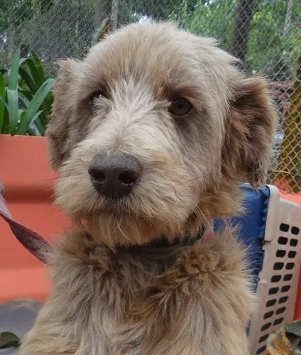 Cachorro ra a SRD idade 2 anos nome CHAMP