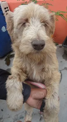 Cachorro ra a SRD idade 2 anos nome CHAMP