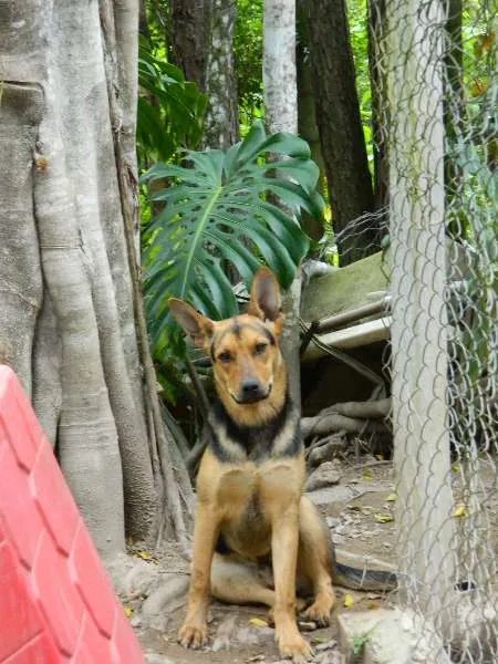 Cachorro raça SRD idade 7 a 11 meses nome Mickey