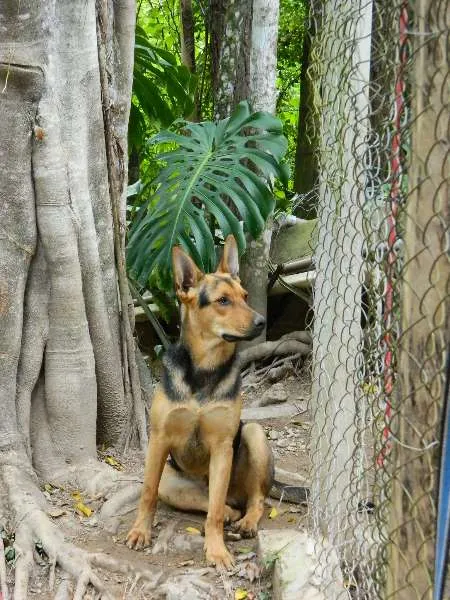 Cachorro raça SRD idade 7 a 11 meses nome Mickey