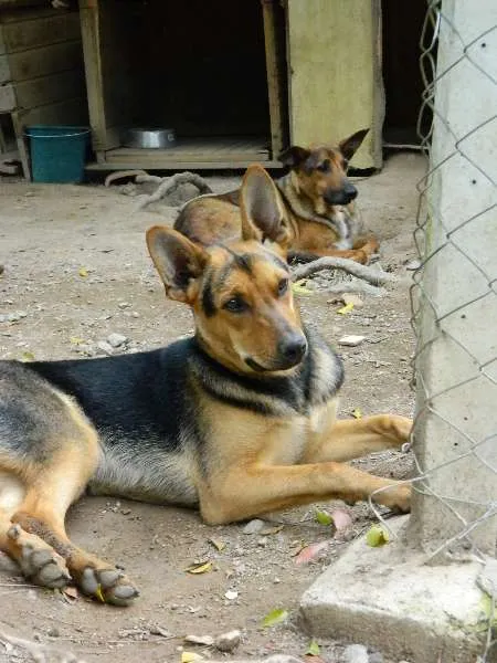 Cachorro raça SRD idade 7 a 11 meses nome Mickey